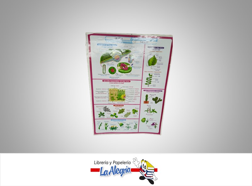 AFICHE GRANDE LA HOJA Y SUS PARTES UND MARCA S/M