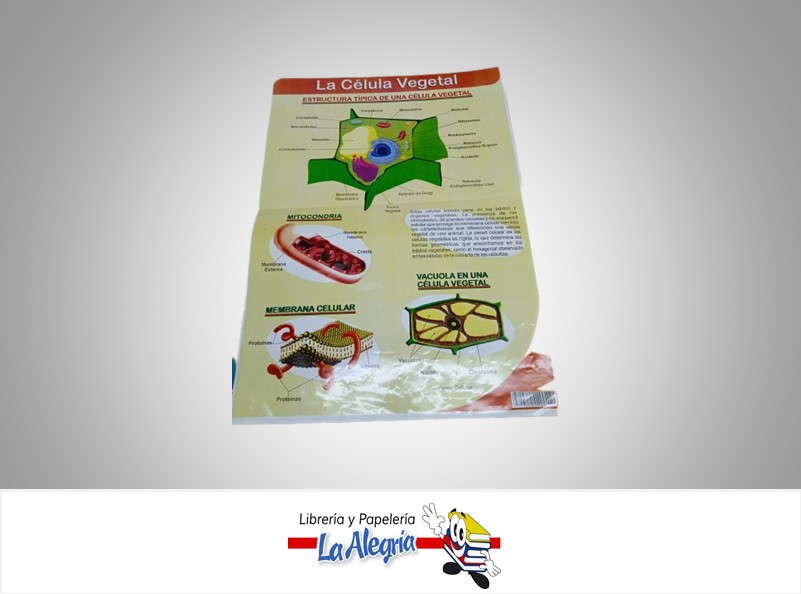 AFICHE GRANDE LA CELULA VEGETAL MARCA S/M