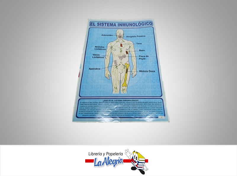 AFICHE GRANDE SISTEMA LINFATICO INMUNOL MARCA S/M
