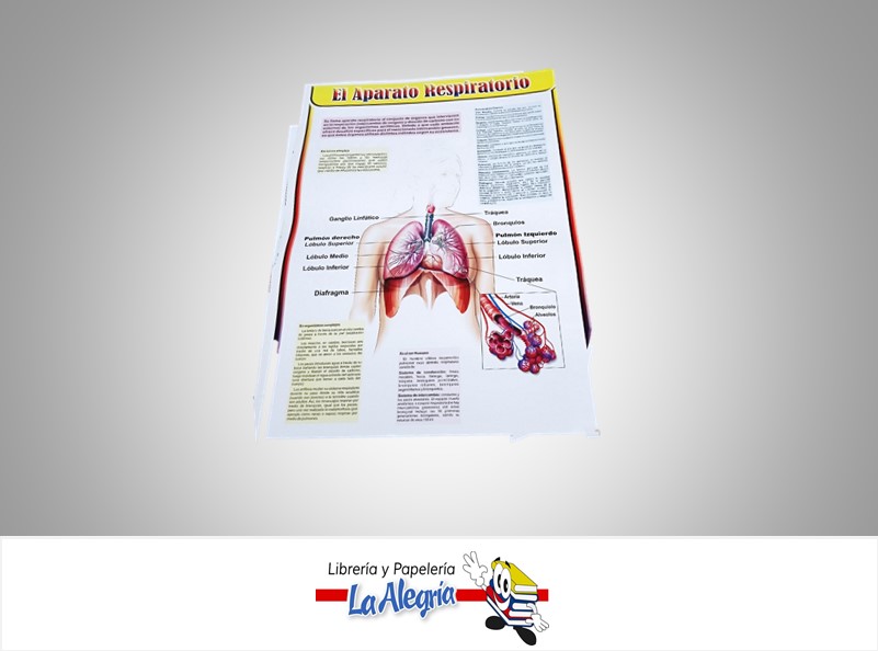 AFICHE GRANDE EL APARATO RESPIRATORIO MARCA S/M