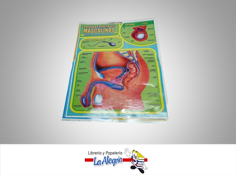 AFICHE GRANDE ORGANO REPRODUCTOR MASCULINO MARCA S/M