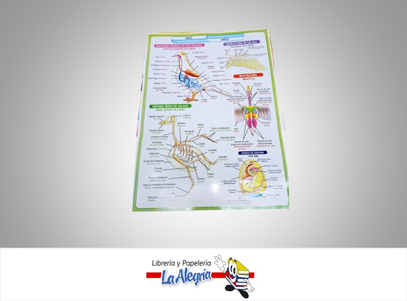 AFICHE GRANDE LAS AVES EN INGLES MARCA S/M