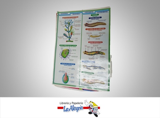 [AFG022] AFICHE GRANDE CELENTERADOS PLANTELMINTOS MARCA S/M