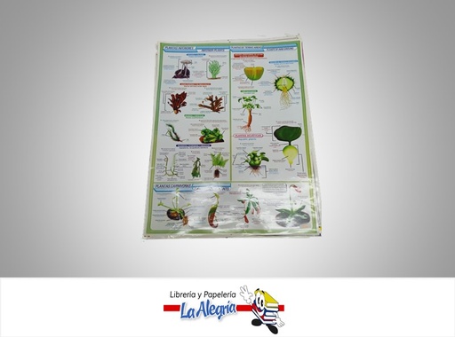 [AFG021] AFICHE GRANDE PLANTAS INFERIORES Y ARIDA MARCA S/M