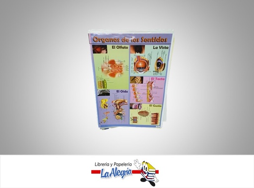 [AFG069] AFICHE GRANDE ORGANOS DE LOS SENTIDOS MARCA S/M