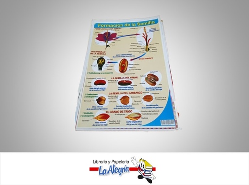 [AFG112] AFICHE GRANDE LA FORMACION DE LA SEMILLA MARCA S/M