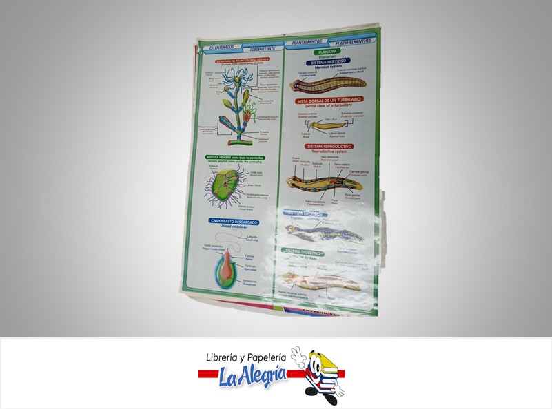 AFICHE GRANDE CELENTERADOS PLANTELMINTOS MARCA S/M