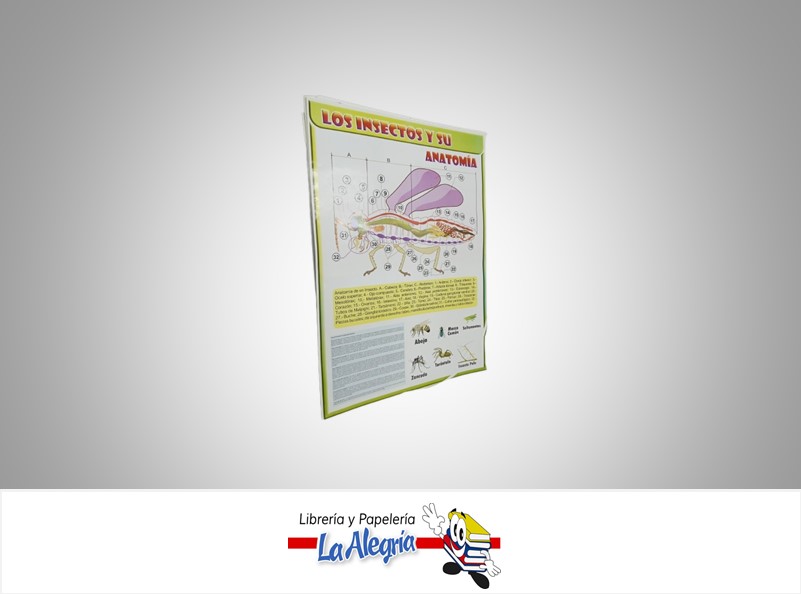 AFICHE GRANDE LOS INSECTOS Y SU ANATOMIA MARCA S/M