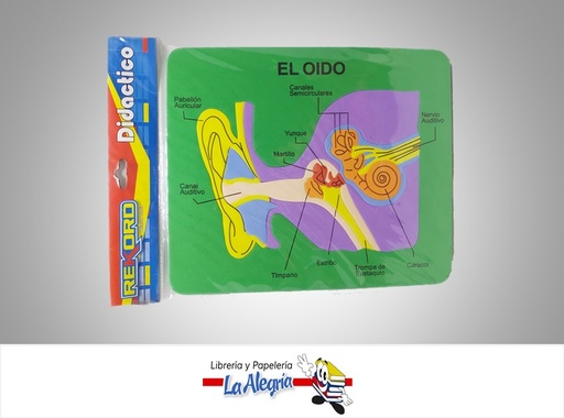 [6936298952148] FIGURA EN FOAMI EL OIDO ST12929-5 MARCA REKORD   