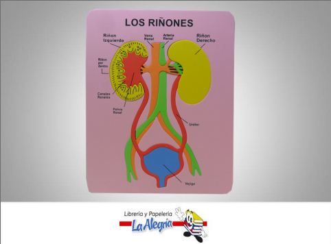 [8263296241508] FIGURA DE FOAMI LOS RINONES MARCA L.O.   