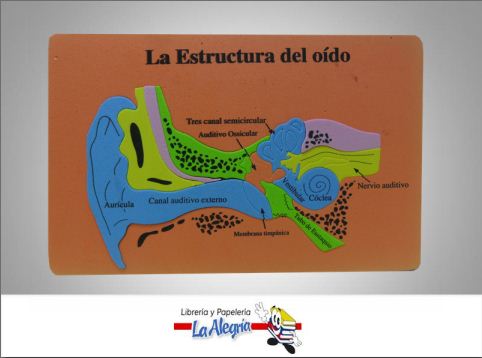 [9123456783172] FIGURA DE FOAMI OIDO REF MU317 MARCA L.O.   