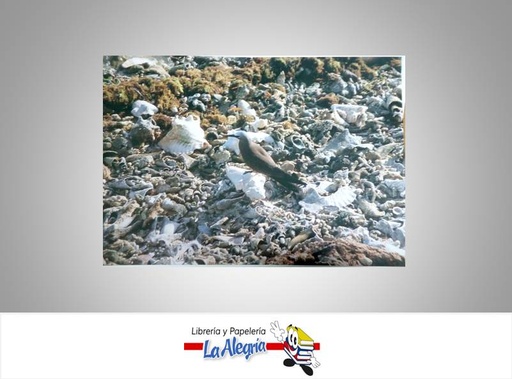 [POSTAL02] POSTAL 32X23 CM VENEZUELA MARCA S/M   