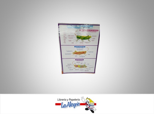 [AFG014] AFICHE GRANDE LOS ANTROPODOS UND MARCA S/M