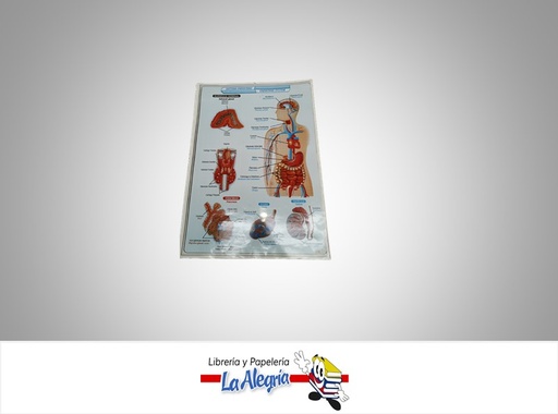 [AFG029] AFICHE GRANDE SISTEMA ENDOCRINO INGLES MARCA S/M